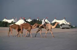 Kamelrennen in Nad al Sheba